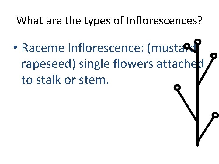 What are the types of Inflorescences? • Raceme Inflorescence: (mustard, rapeseed) single flowers attached