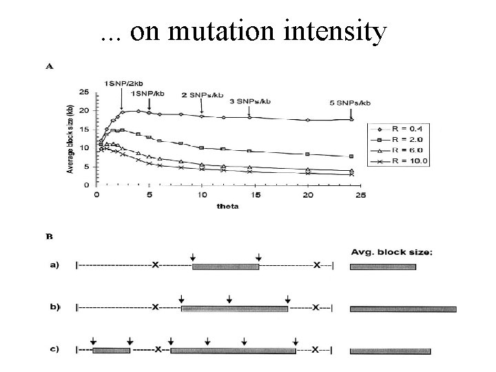 . . . on mutation intensity 