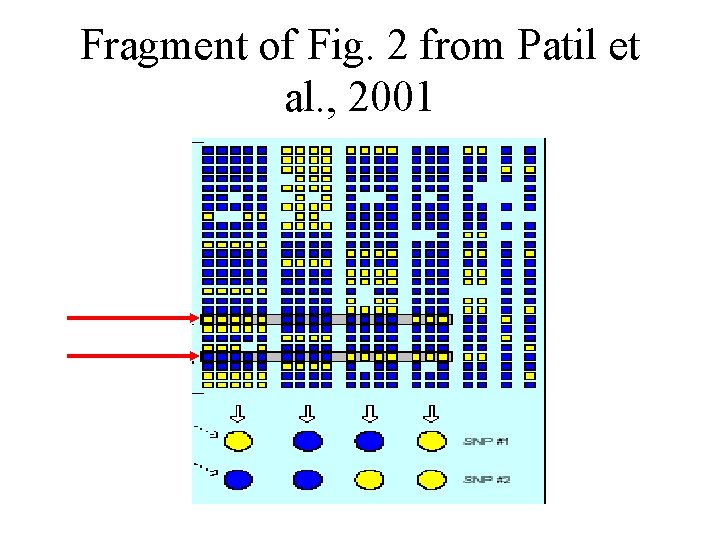Fragment of Fig. 2 from Patil et al. , 2001 