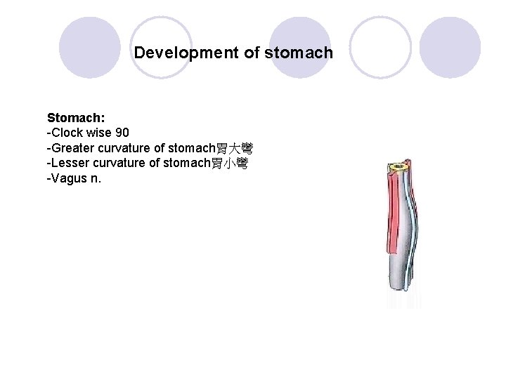 Development of stomach Stomach: -Clock wise 90 -Greater curvature of stomach胃大彎 -Lesser curvature of