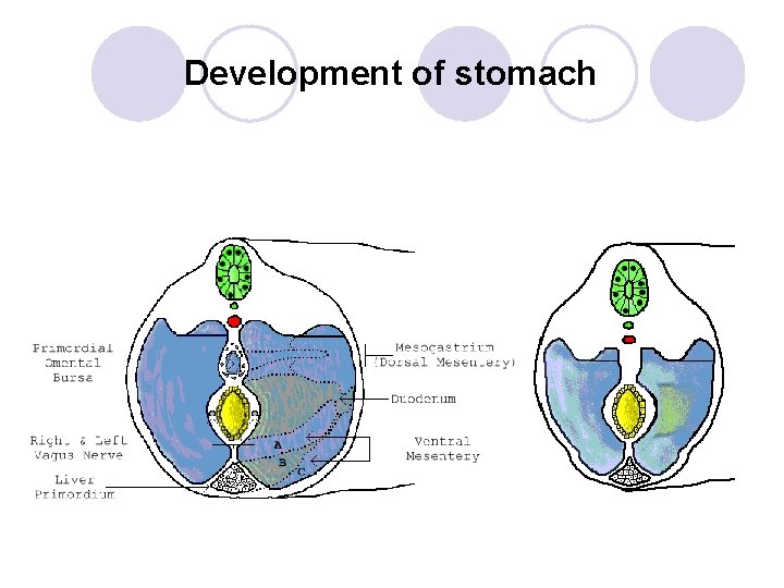 Development of stomach 