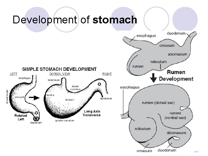 Development of stomach 