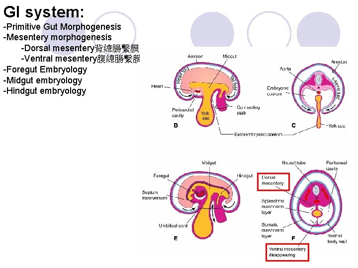 GI system: -Primitive Gut Morphogenesis -Mesentery morphogenesis -Dorsal mesentery背總腸繫膜 -Ventral mesentery腹總腸繫膜 -Foregut Embryology -Midgut