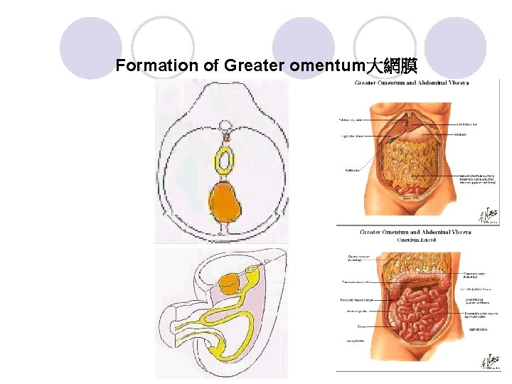 Formation of Greater omentum大網膜 