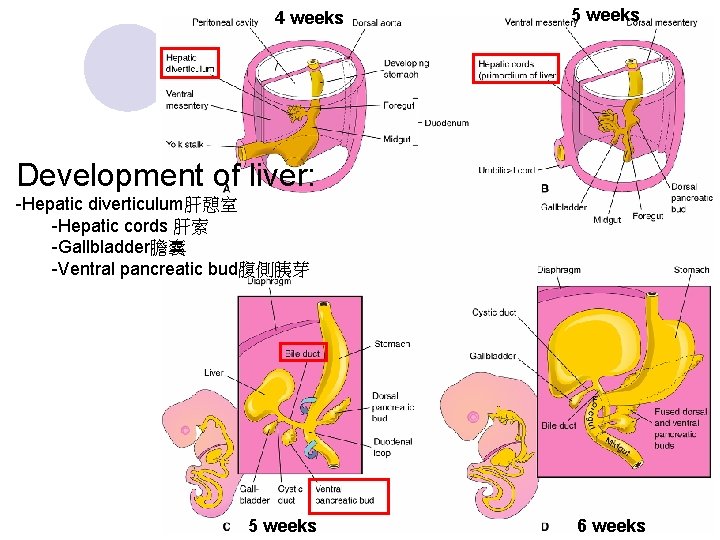 4 weeks 5 weeks Development of liver: -Hepatic diverticulum肝憩室 -Hepatic cords 肝索 -Gallbladder膽囊 -Ventral