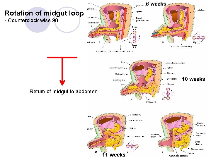 6 weeks Rotation of midgut loop - Counterclock wise 90 10 weeks Retum of