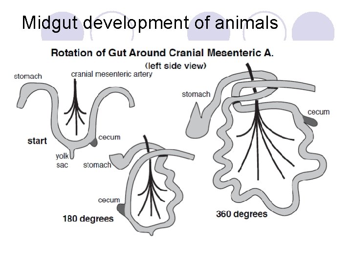 Midgut development of animals 