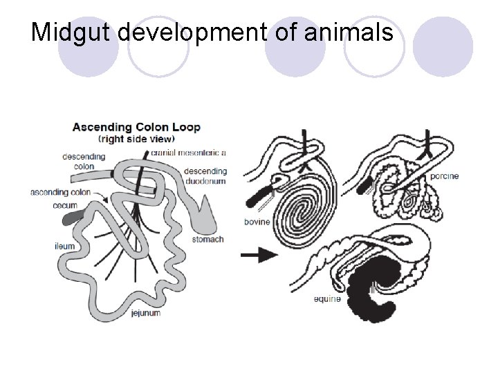 Midgut development of animals 