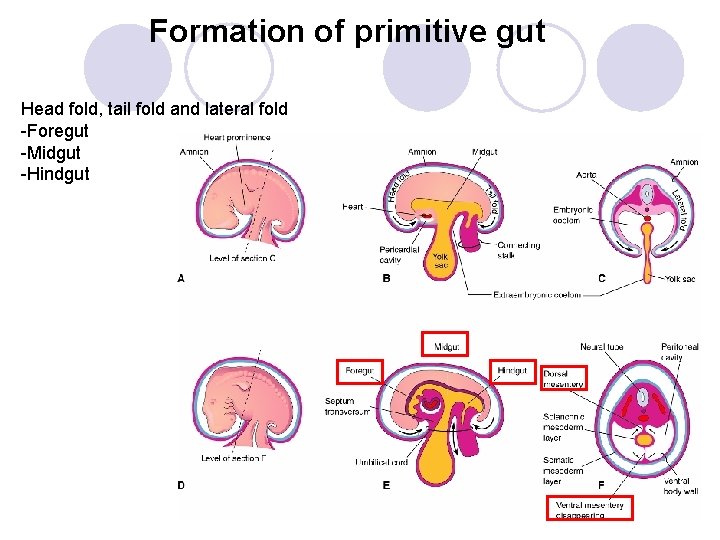 Formation of primitive gut Head fold, tail fold and lateral fold -Foregut -Midgut -Hindgut