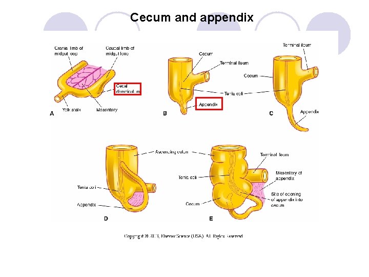 Cecum and appendix 