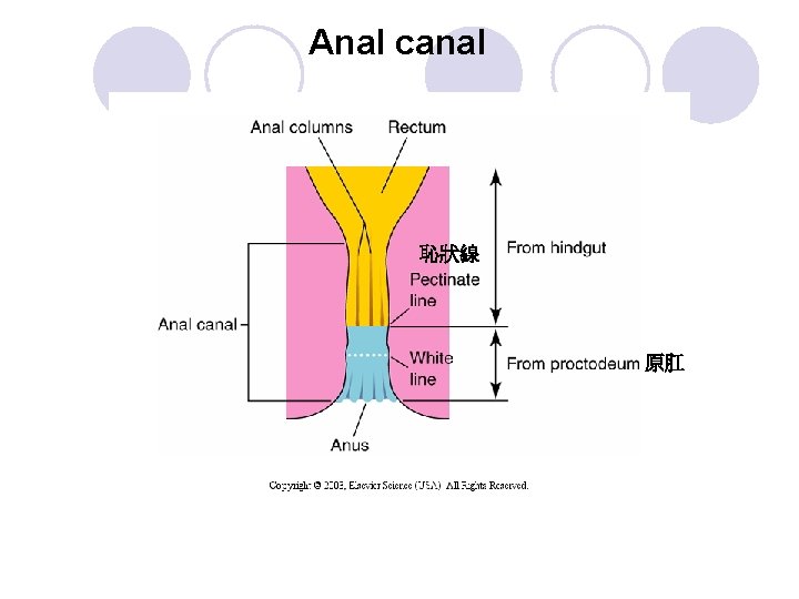 Anal canal 恥狀線 原肛 