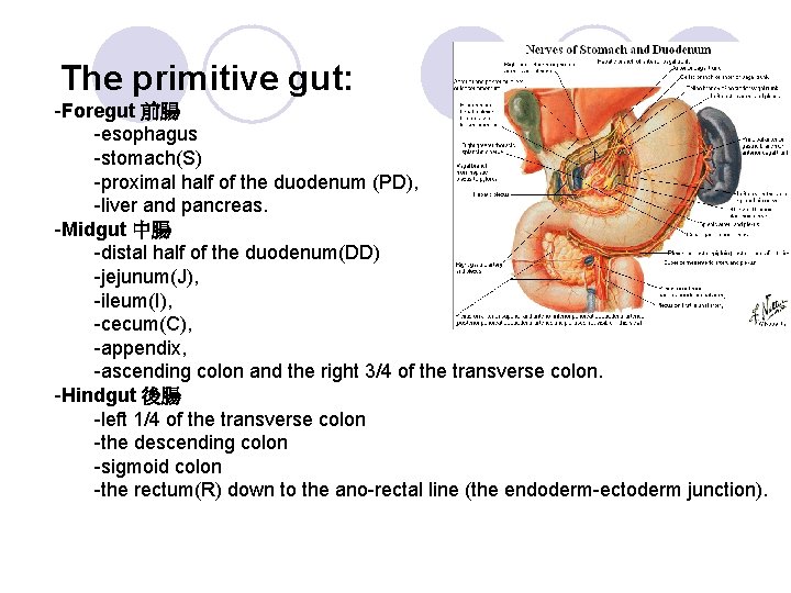 The primitive gut: -Foregut 前腸 -esophagus -stomach(S) -proximal half of the duodenum (PD), -liver