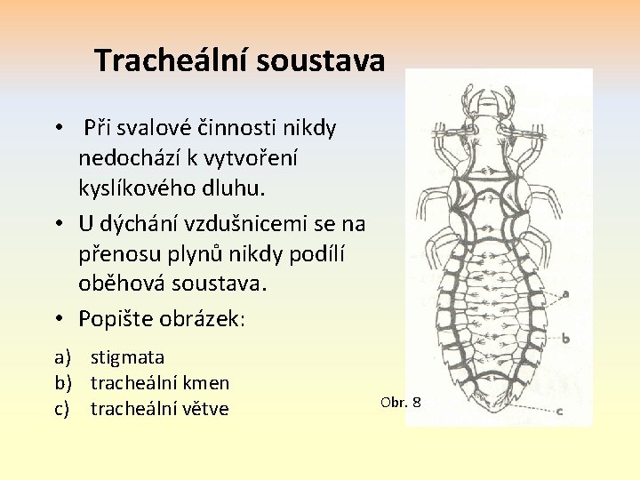 Tracheální soustava • Při svalové činnosti nikdy nedochází k vytvoření kyslíkového dluhu. • U