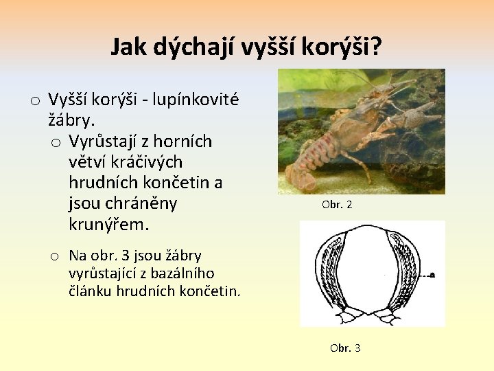 Jak dýchají vyšší korýši? o Vyšší korýši - lupínkovité žábry. o Vyrůstají z horních