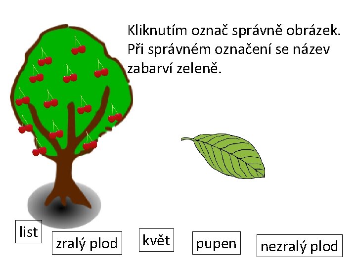 Kliknutím označ správně obrázek. Při správném označení se název zabarví zeleně. list zralý plod