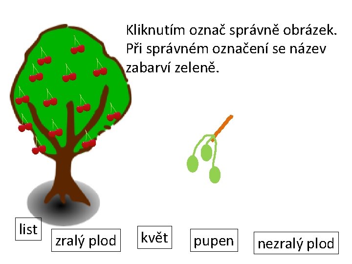 Kliknutím označ správně obrázek. Při správném označení se název zabarví zeleně. list zralý plod