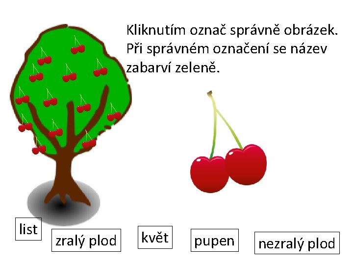 Kliknutím označ správně obrázek. Při správném označení se název zabarví zeleně. list zralý plod