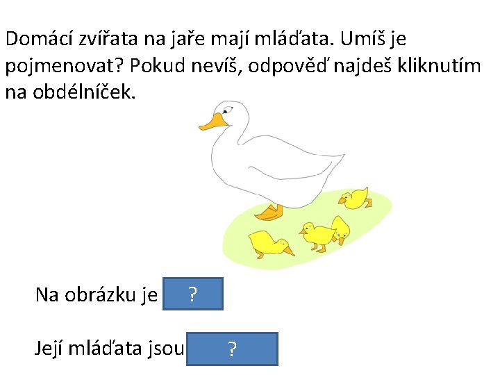 Domácí zvířata na jaře mají mláďata. Umíš je pojmenovat? Pokud nevíš, odpověď najdeš kliknutím