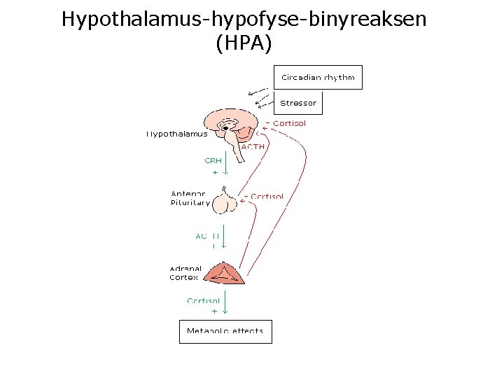 Hypothalamus-hypofyse-binyreaksen (HPA) 