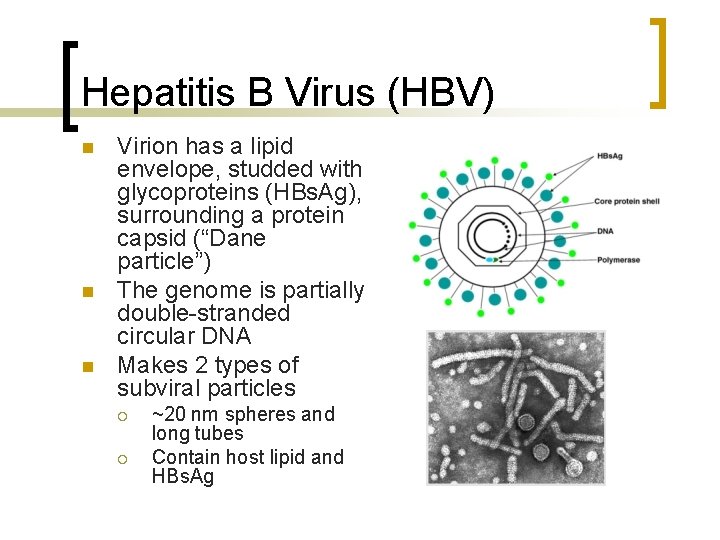Hepatitis B Virus (HBV) n n n Virion has a lipid envelope, studded with