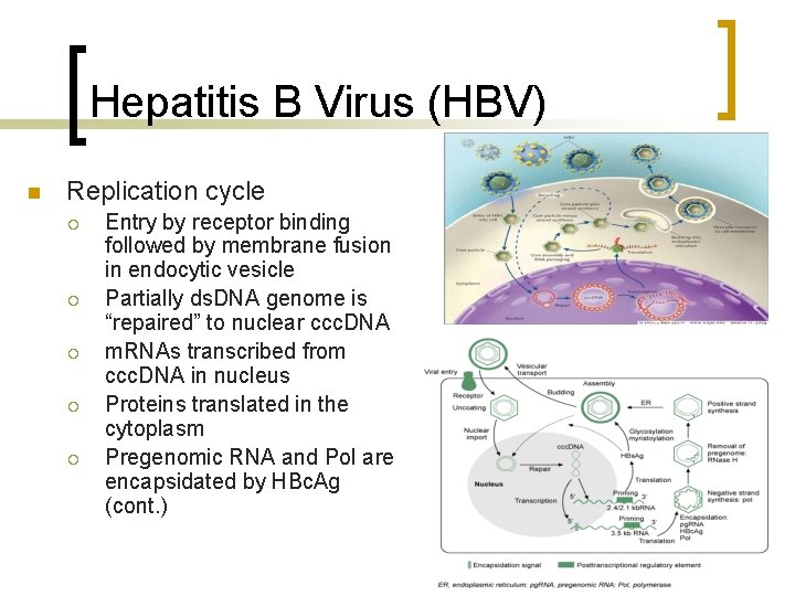 Hepatitis B Virus (HBV) n Replication cycle ¡ ¡ ¡ Entry by receptor binding