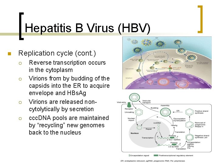 Hepatitis B Virus (HBV) n Replication cycle (cont. ) ¡ ¡ Reverse transcription occurs