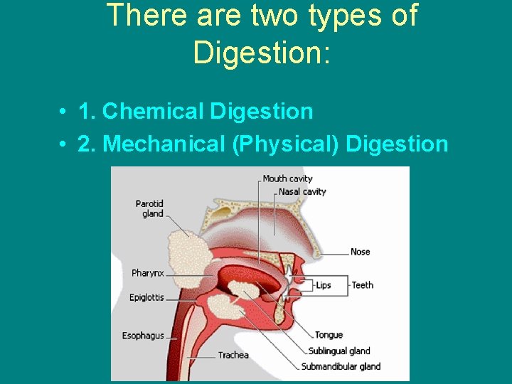 There are two types of Digestion: • 1. Chemical Digestion • 2. Mechanical (Physical)