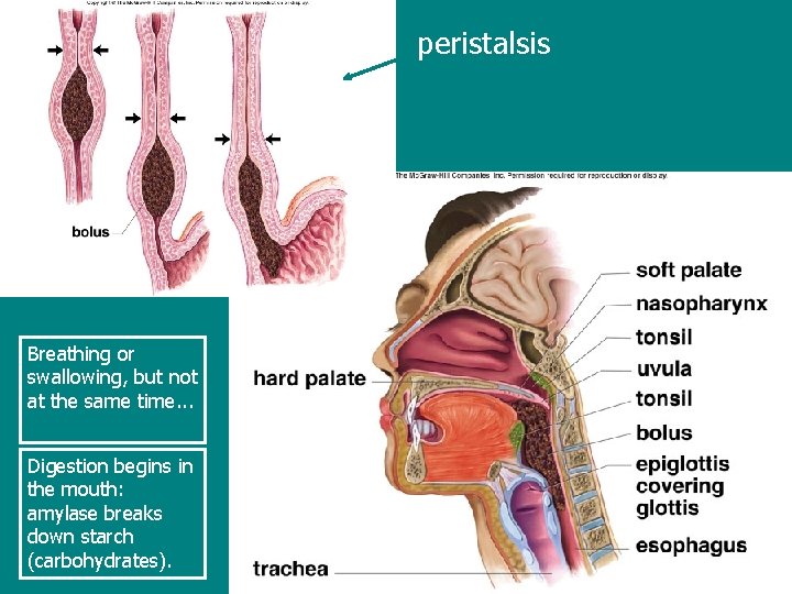 peristalsis Breathing or swallowing, but not at the same time. . . Digestion begins