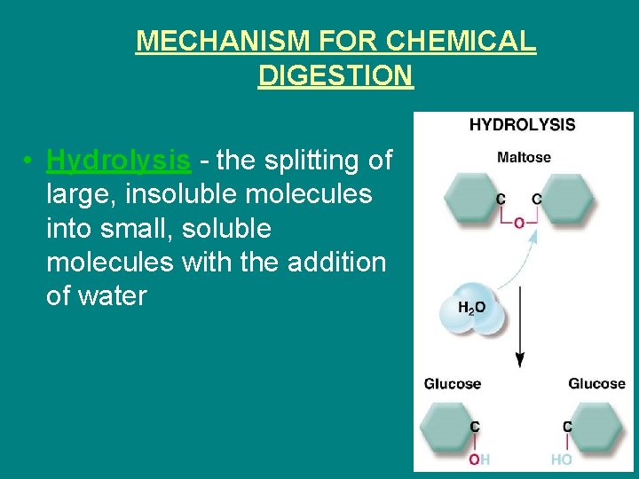 MECHANISM FOR CHEMICAL DIGESTION • Hydrolysis - the splitting of large, insoluble molecules into