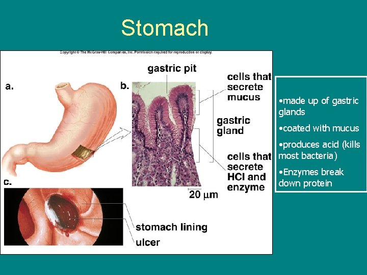 Stomach • made up of gastric glands • coated with mucus • produces acid