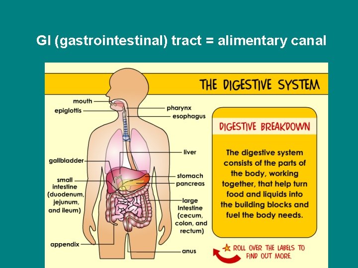 GI (gastrointestinal) tract = alimentary canal 