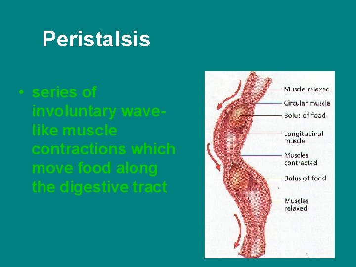 Peristalsis • series of involuntary wavelike muscle contractions which move food along the digestive