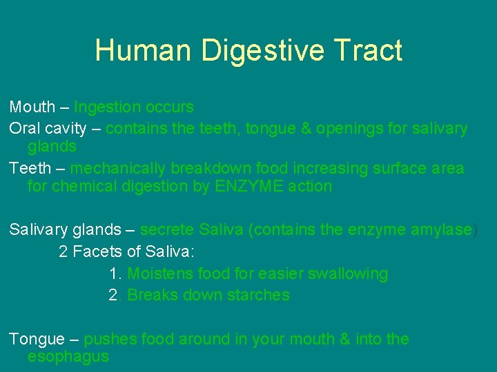 Human Digestive Tract Mouth – Ingestion occurs Oral cavity – contains the teeth, tongue