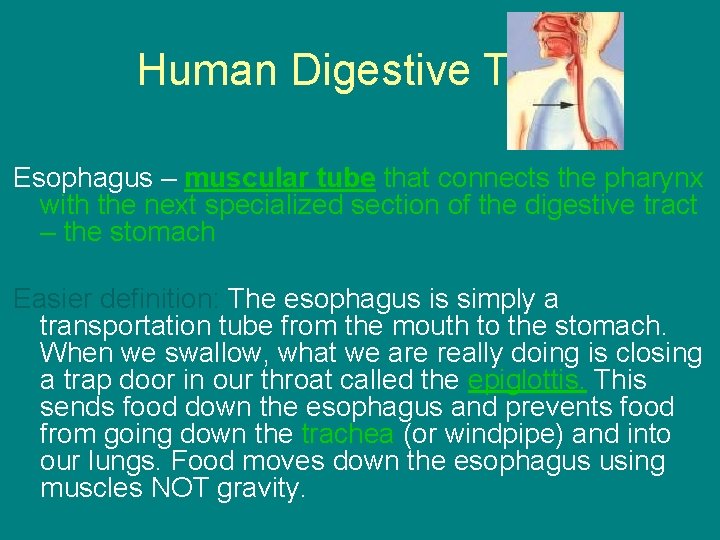 Human Digestive Tract Esophagus – muscular tube that connects the pharynx with the next