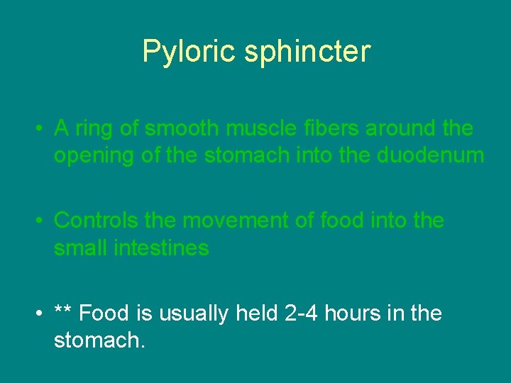 Pyloric sphincter • A ring of smooth muscle fibers around the opening of the