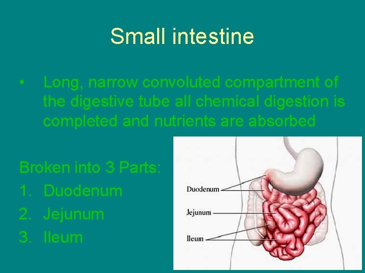 Small intestine • Long, narrow convoluted compartment of the digestive tube all chemical digestion