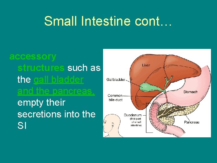 Small Intestine cont… accessory structures such as the gall bladder and the pancreas, empty