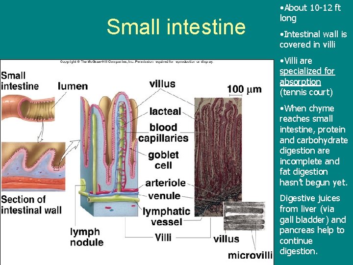 Small intestine • About 10 -12 ft long • Intestinal wall is covered in