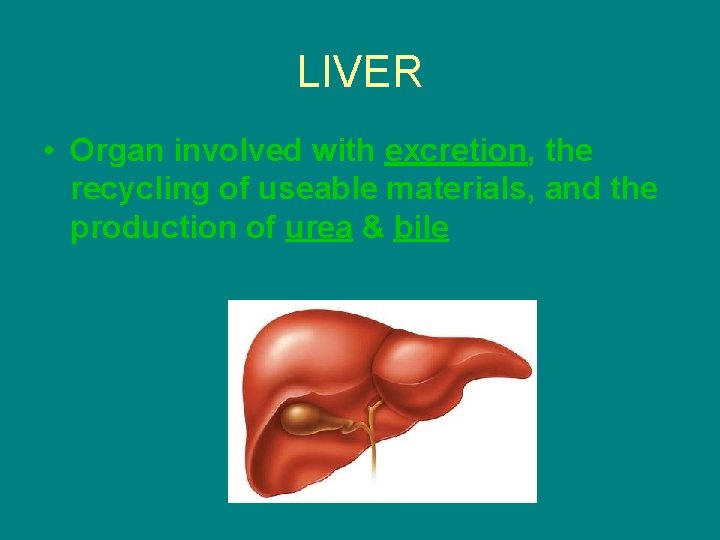LIVER • Organ involved with excretion, the recycling of useable materials, and the production