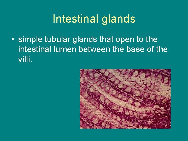 Intestinal glands • simple tubular glands that open to the intestinal lumen between the