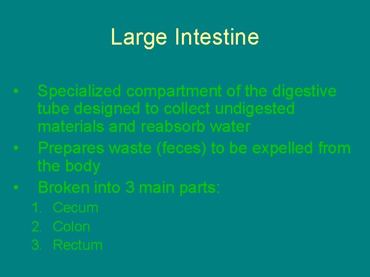 Large Intestine • • • Specialized compartment of the digestive tube designed to collect