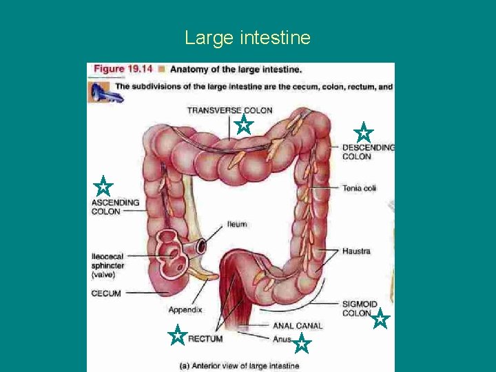 Large intestine 