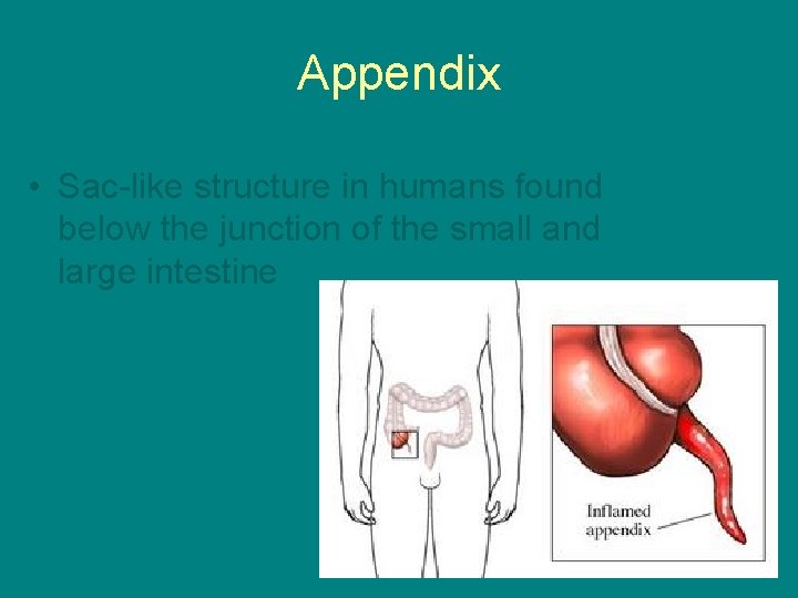 Appendix • Sac-like structure in humans found below the junction of the small and