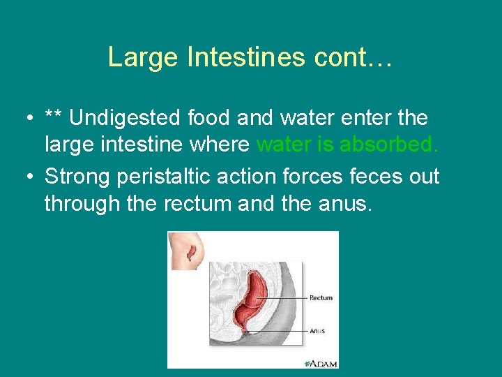 Large Intestines cont… • ** Undigested food and water enter the large intestine where