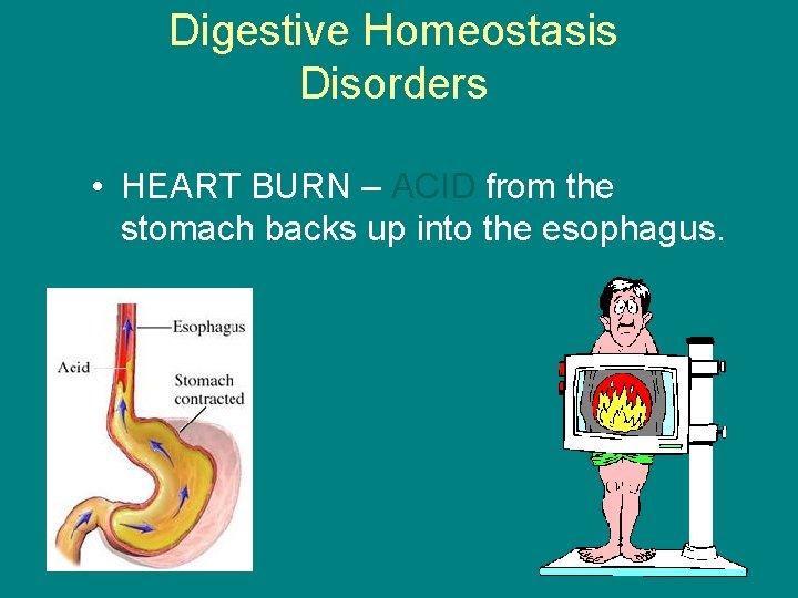 Digestive Homeostasis Disorders • HEART BURN – ACID from the stomach backs up into