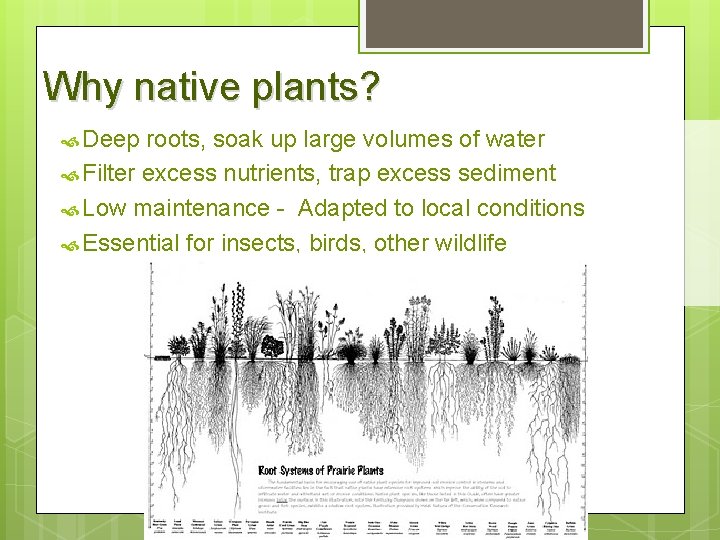 Why native plants? Deep roots, soak up large volumes of water Filter excess nutrients,