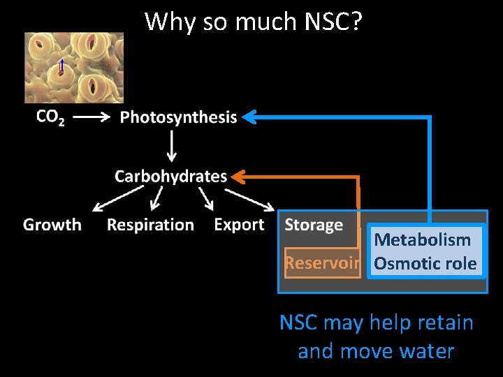 Why so much NSC? Metabolism Reservoir Osmotic role NSC may help retain and move