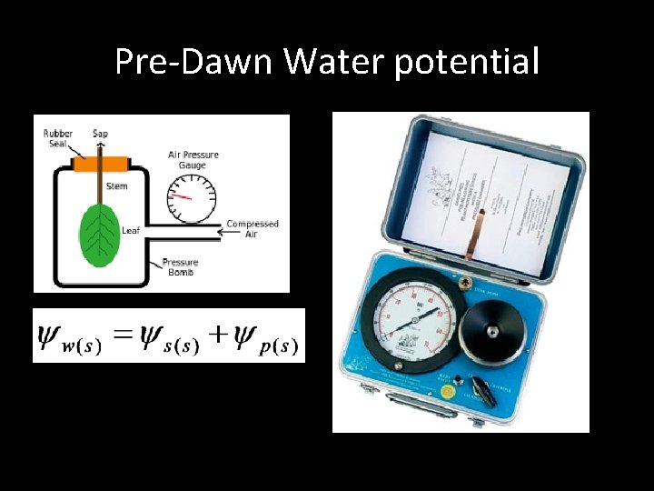 Pre‐Dawn Water potential 