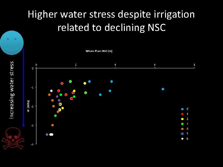 Increasing water stress Higher water stress despite irrigation related to declining NSC 