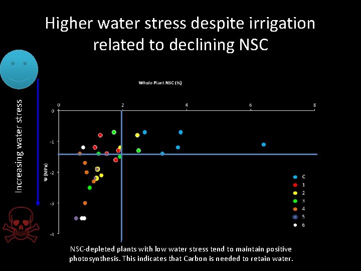 Increasing water stress Higher water stress despite irrigation related to declining NSC‐depleted plants with